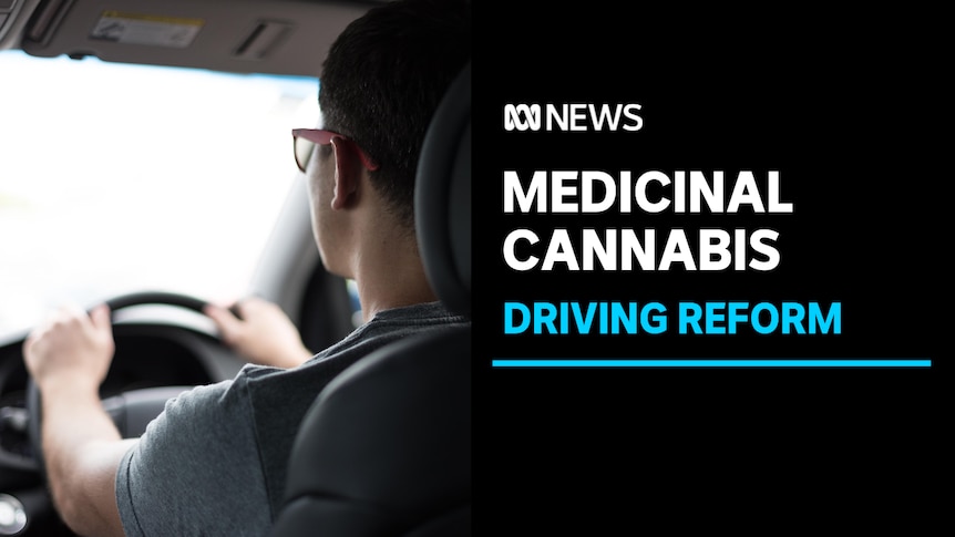 Medicinal Cannabis, Driving Reform: A man with glasses sits in the driver's seat of a car with his hands on the steering while.