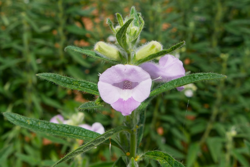 A light purple flower with light speckles inside grows at the top of a leafy plant