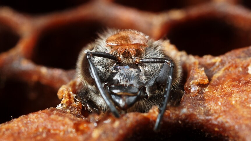 An adult female varroa mite on the head of a bee it is parasitising. 