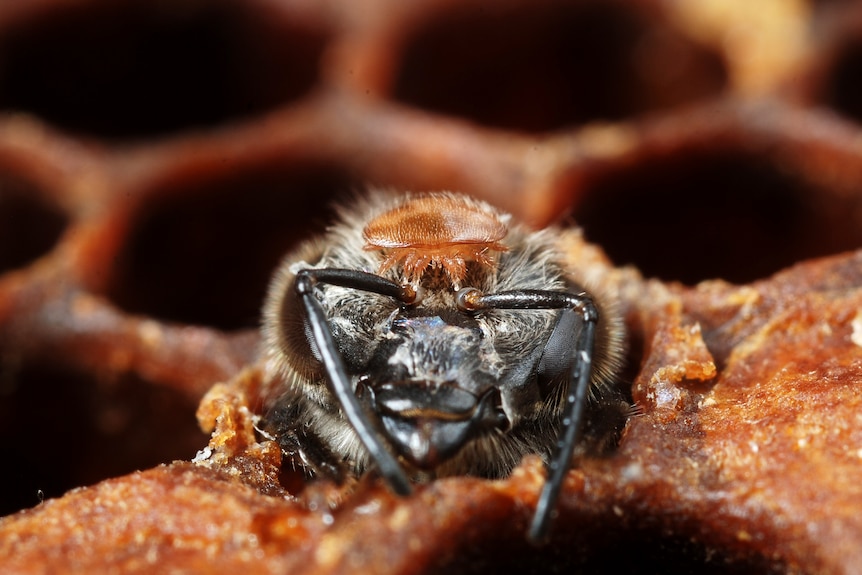 An adult female varroa mite on the head of a bee it is parasitising. 