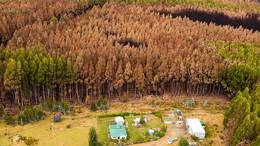 Burnt trees behind a property in Tasmania