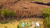 Burnt trees behind a property in Tasmania