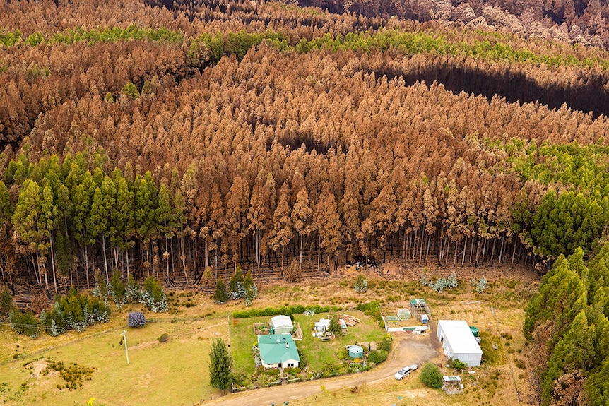 Burnt trees behind a property in Tasmania