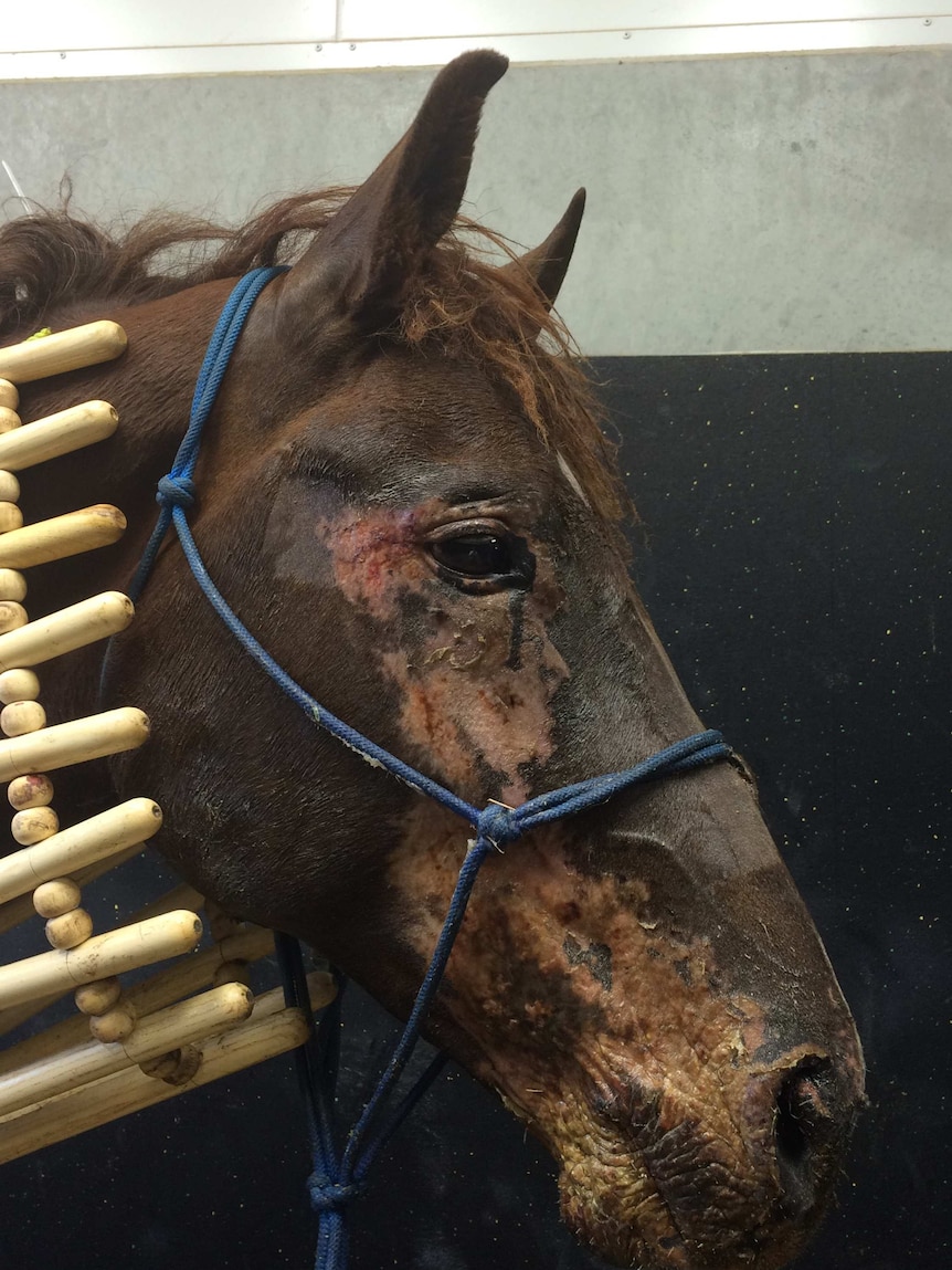 Finn the horse before treatment