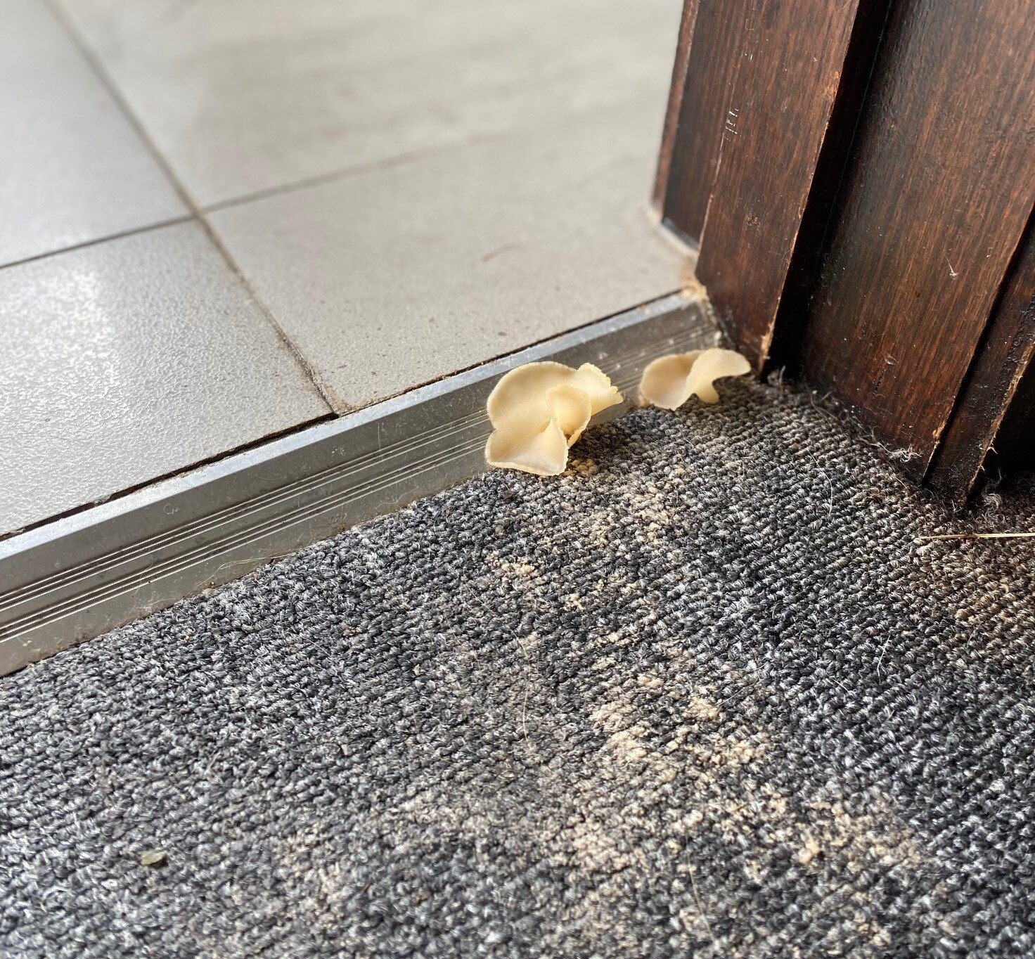 Fungus Growing On Carpet Carpet Vidalondon