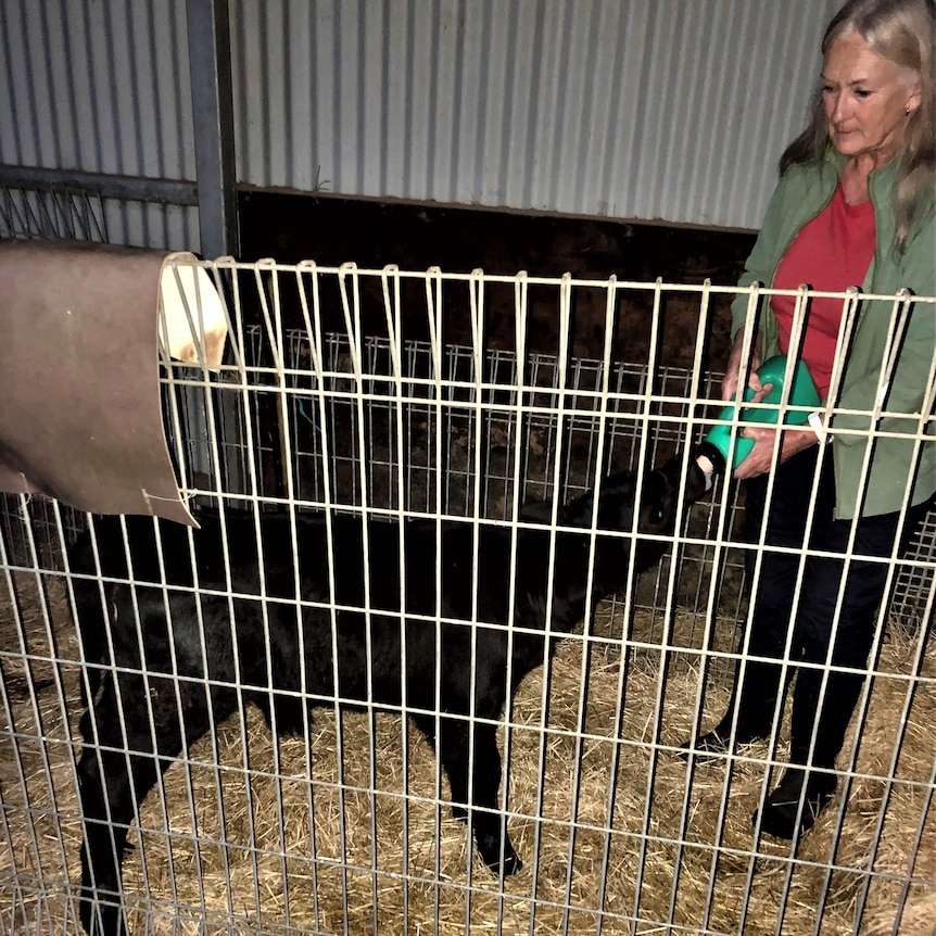 a woman bottle feeding a calf in a shed 