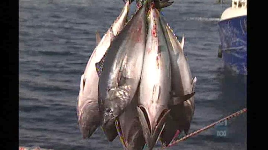 Aerial surveys show tuna numbers are strong