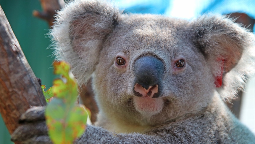 Rescued koala Jack rests at Currumbin Wildlife Hospital awaiting release