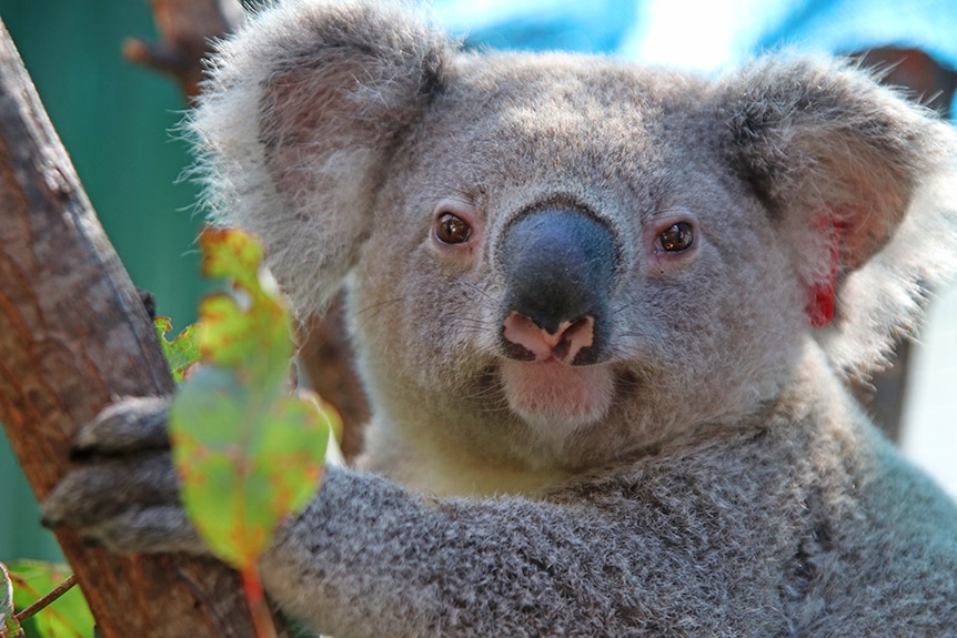 Rescued koala Jack rests at Currumbin Wildlife Hospital awaiting release