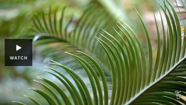 Green plant frond. Has Video.