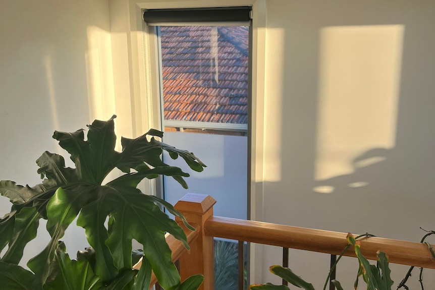 A wall and window in the afternoon sun by a domestic stairwell, with monstera leaves in the bottom left. 