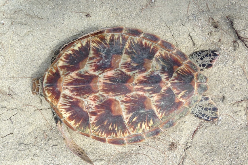 A green sea turtle rests on sand