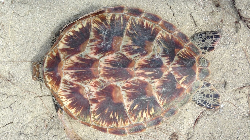 A green sea turtle rests on sand