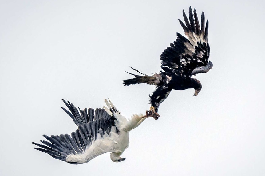 A wedge-tailed eagle and white-bellied sea eagle lock claws as they fight, Tasmania, 2020.