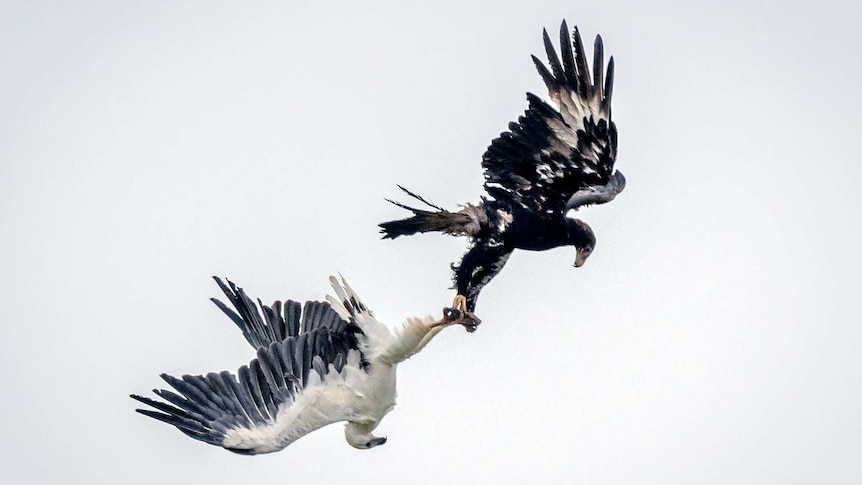 A wedge-tailed eagle and white-bellied sea eagle lock claws as they fight, Tasmania, 2020.