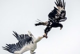 A wedge-tailed eagle and white-bellied sea eagle lock claws as they fight, Tasmania, 2020.
