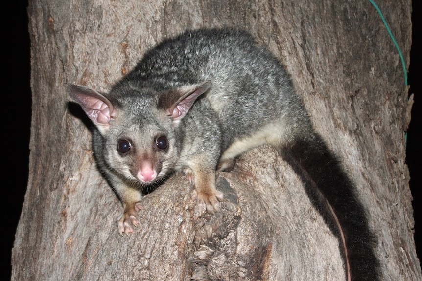 A grey and black furry possum with a round face, large ears and a black bushy tail