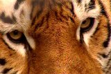 Bengal tiger to join military as mascot