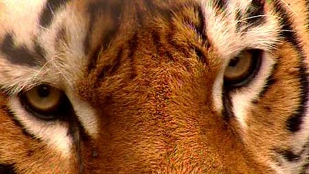 Nepal's Royal Bengal Tiger numbers soar