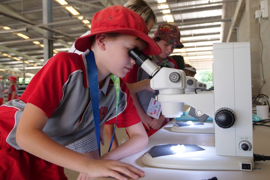 A student leaning over, looking through a microscope at cotton.