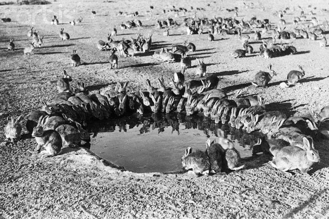 Rabbits decimated Australian farmland