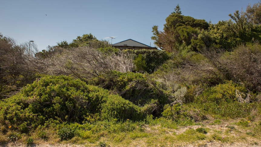 Trigg beach house peaks out from behind the dune.