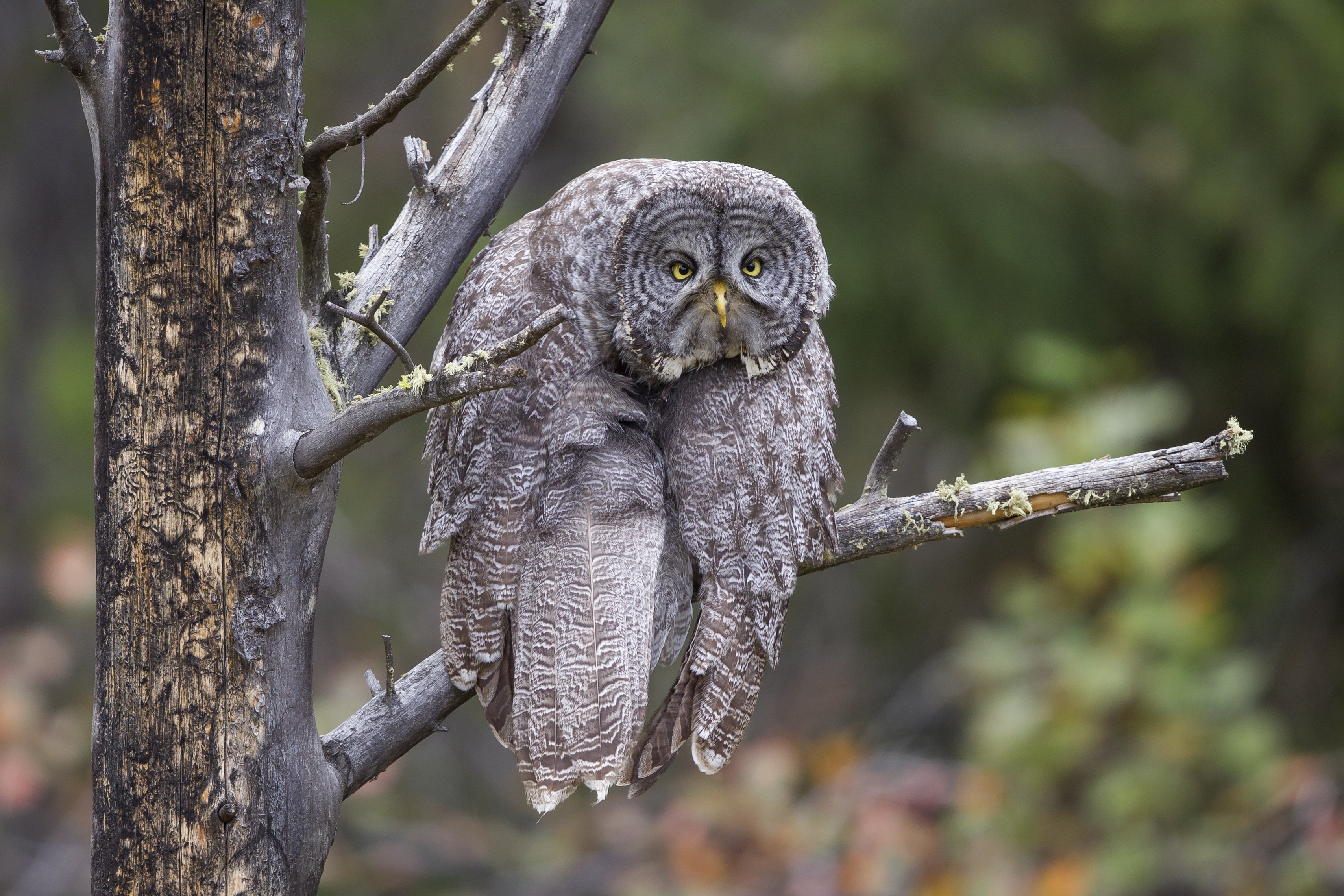 A gray owl slumped on a tree branch