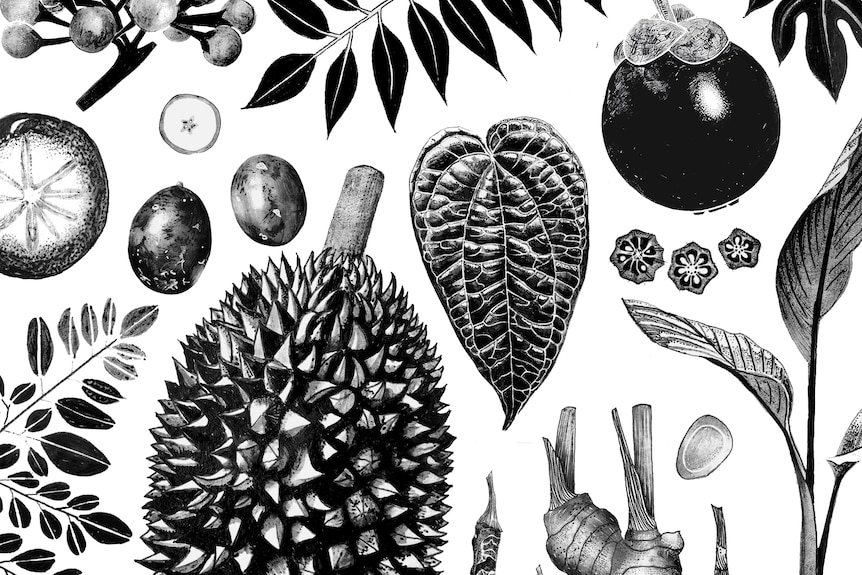 Tropical produce are seen in black and white drawings. The produce includes a durian, mangosteen and ginger.