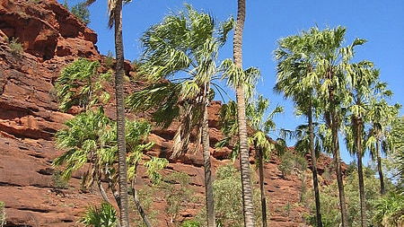 Central Australian Cabbage Palm (Livistona mariae), Palm Valley, Finke Gorge National Park, Northern Territory, Australia