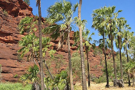 Native palm trees in central Australia.