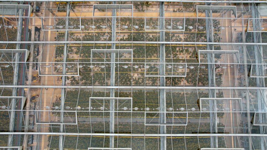 Aerial view of medicinal cannabis growing in a greenhouse.