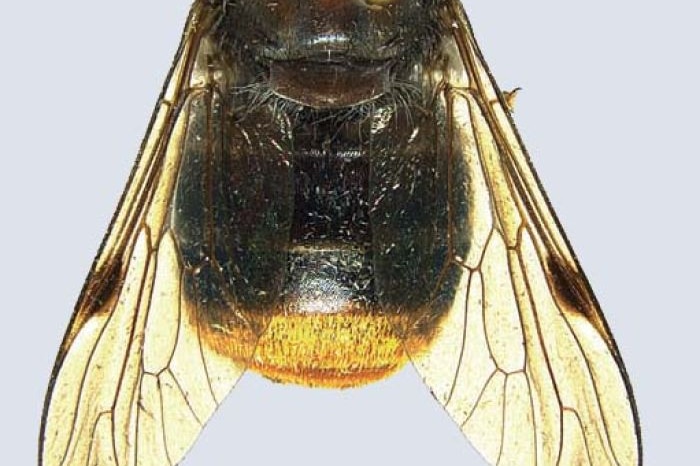 The horsefly Scaptia (Plinthina) beyonceae