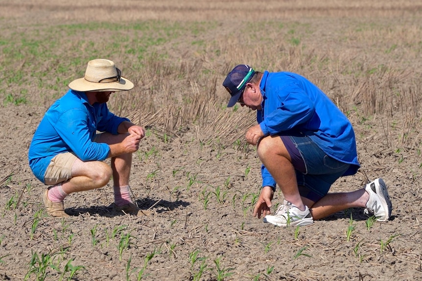 Two white men in blue shirts and shorts looking at soil. 