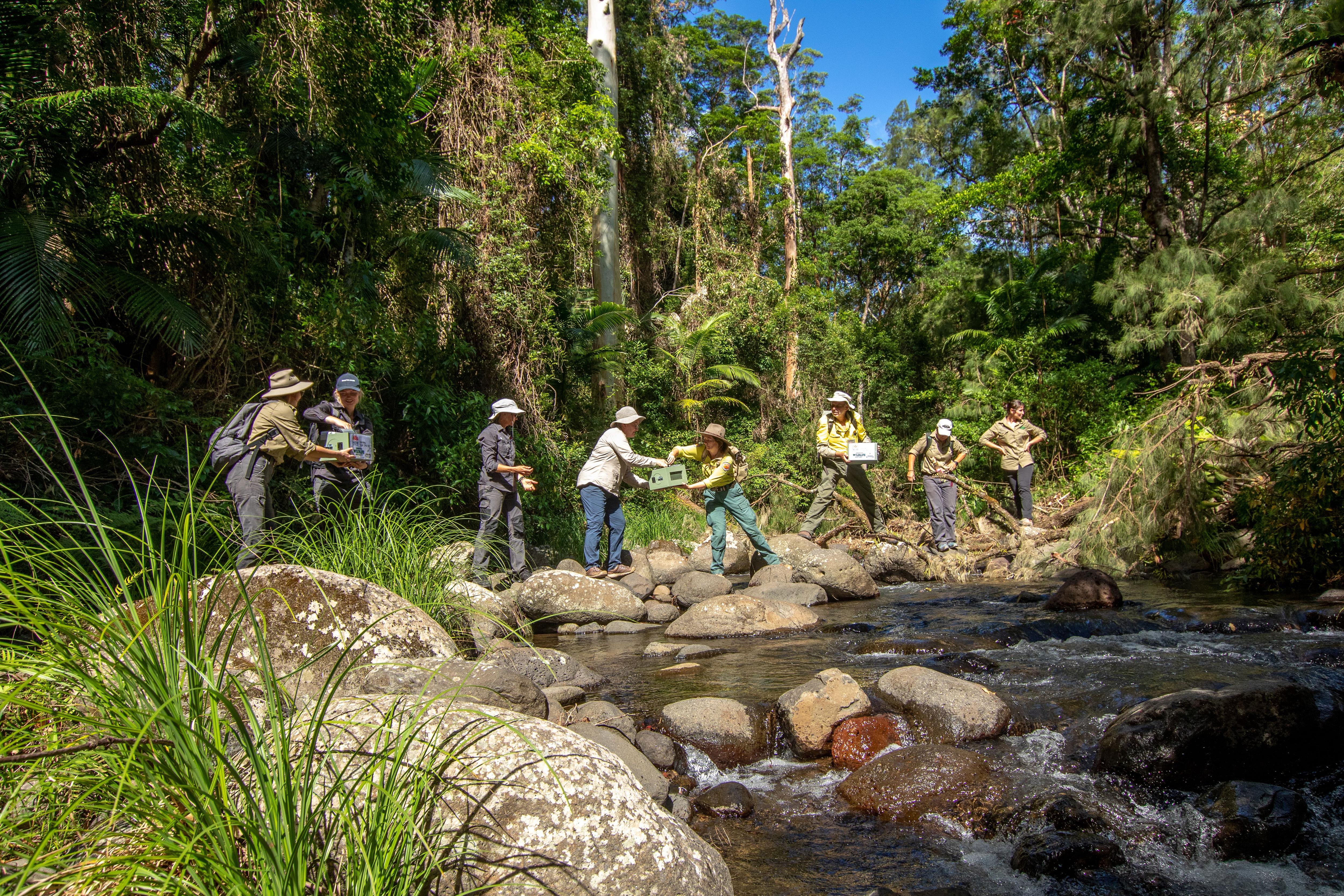 Rangers stand on rocks crossing a creek, passing small containers holding birds.