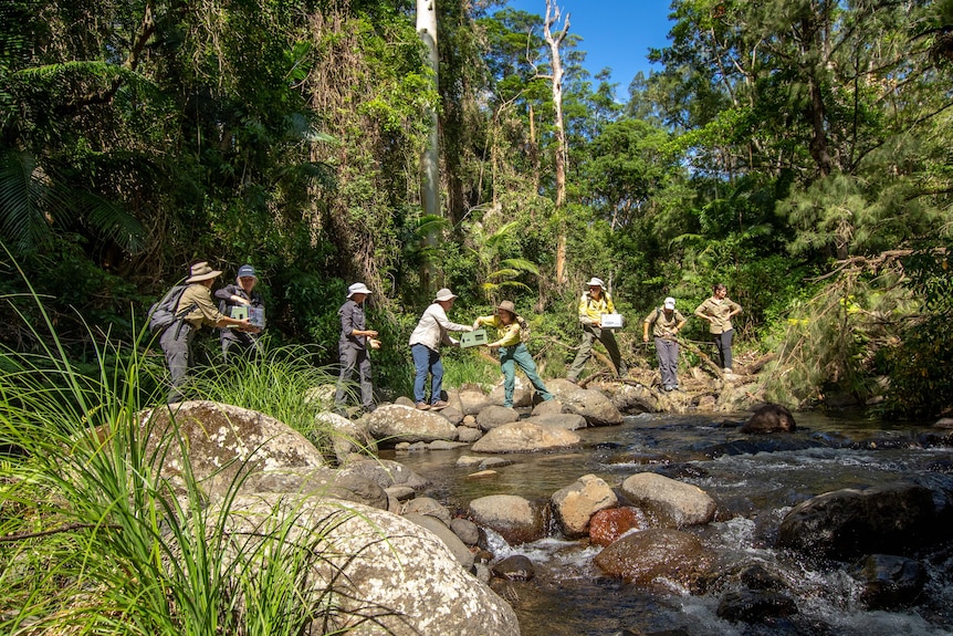 Rangers stand on rocks crossing a creek, passing small containers holding birds.