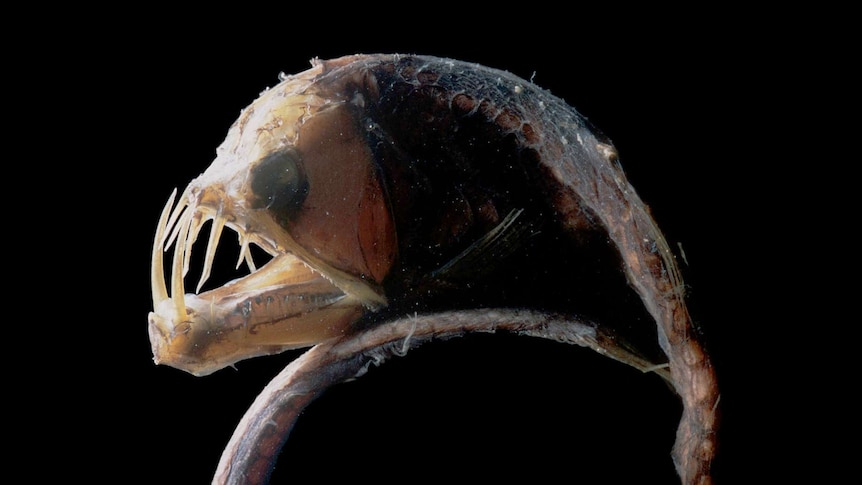 Viperfish found in deep waters off Australia