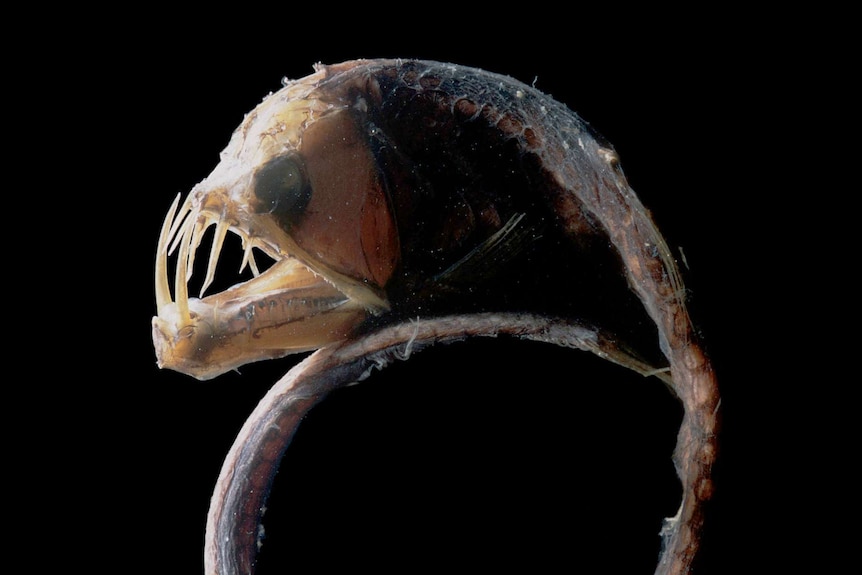 Viperfish found in deep waters off Australia