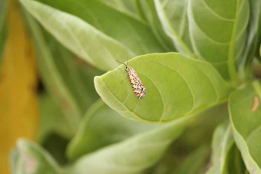 A spotted bug crawls along a lush green leaf on the island of Reiono.