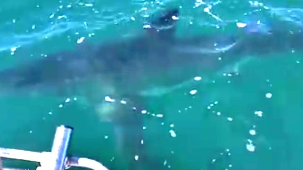 white shark upper spencer gulf