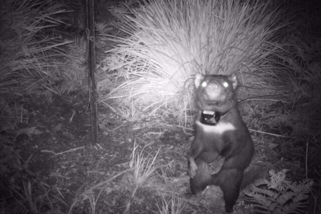 Relocated Tasmanian devil Opala appears on night camera