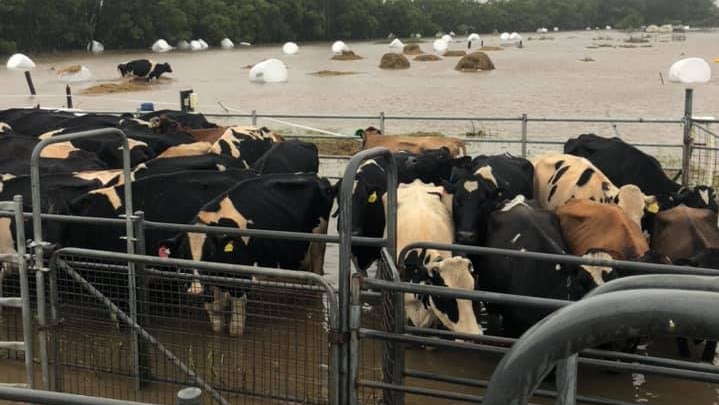 Dairy cows penned together, while in the background is wet hay and flood water.