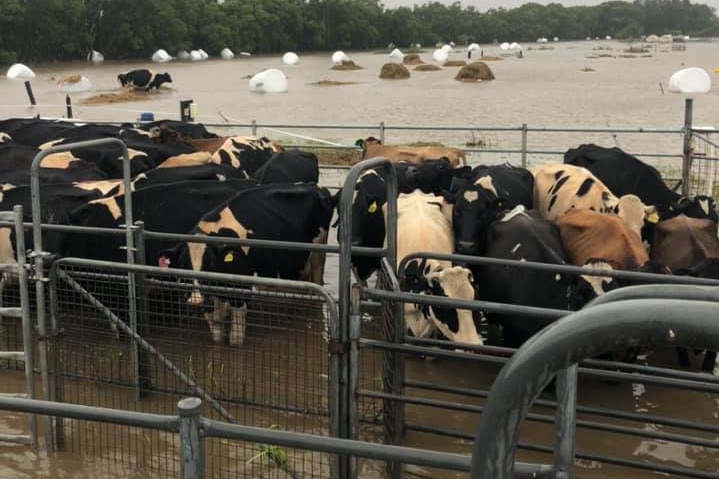 Dairy cows brought to safety during NSW flood