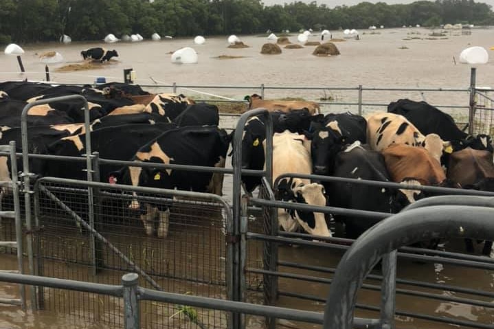 Dairy cows penned together, while in the background is wet hay and flood water.