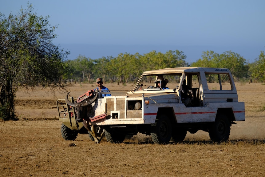 Image of a car with men mustering a buffalo. 