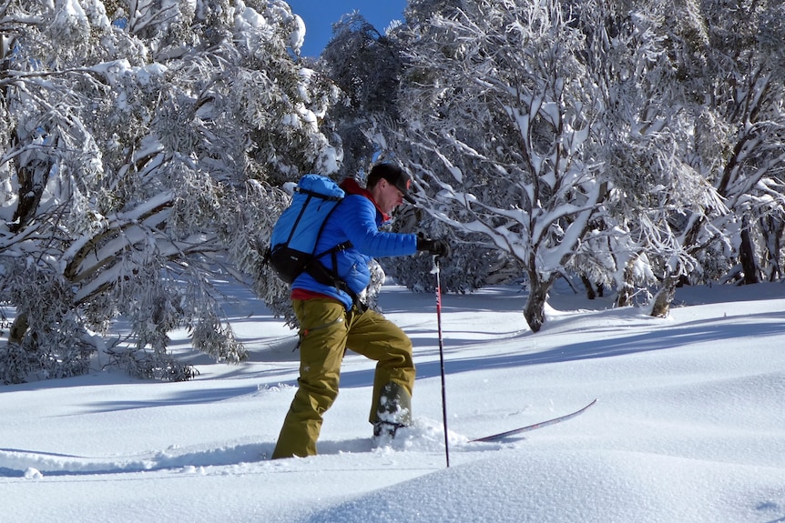 A man in a blue jacket skis in the snow.
