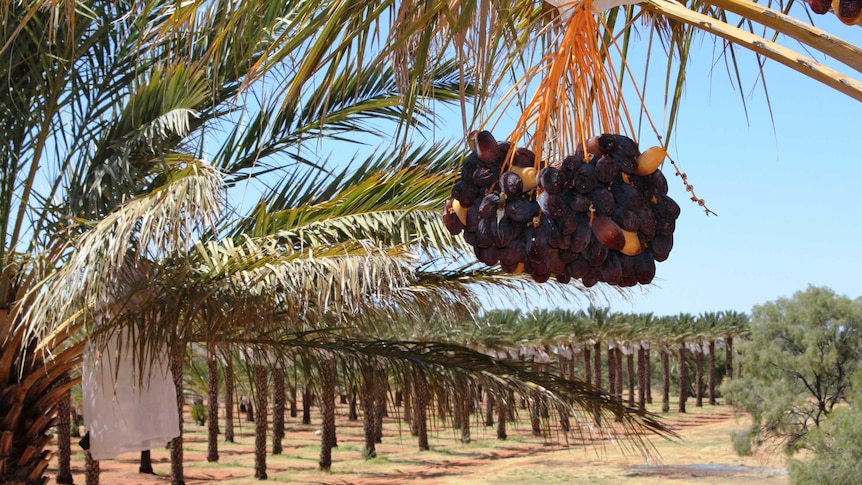 A close shot of a bunch of brown Medjool dates hanging from a 20 metre high palm