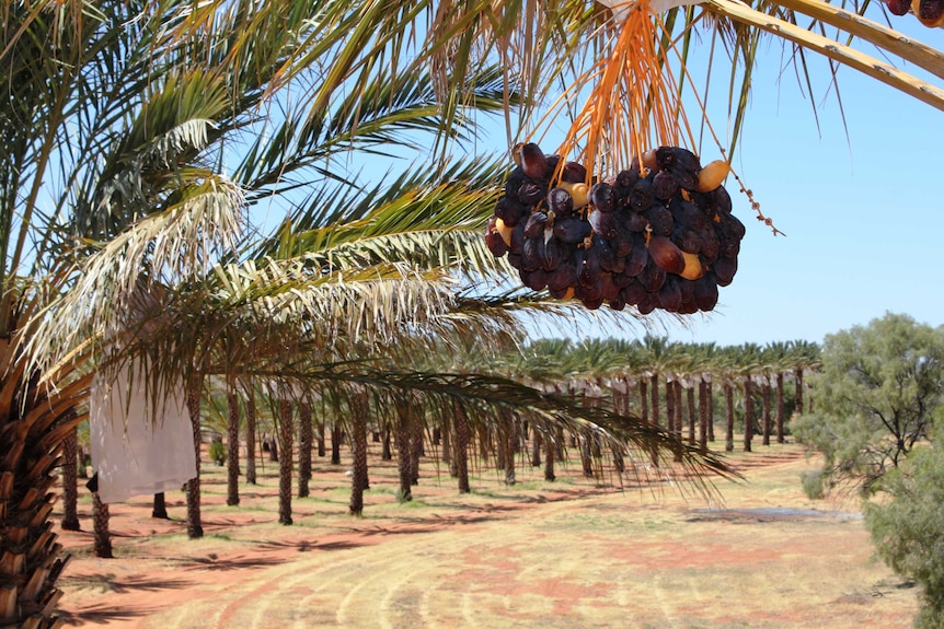 A close shot of a bunch of brown Medjool dates hanging from a 20 metre high palm