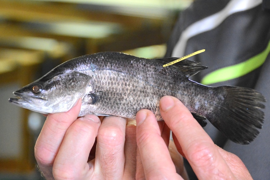 A small fish held in the fingers of a person's two hands