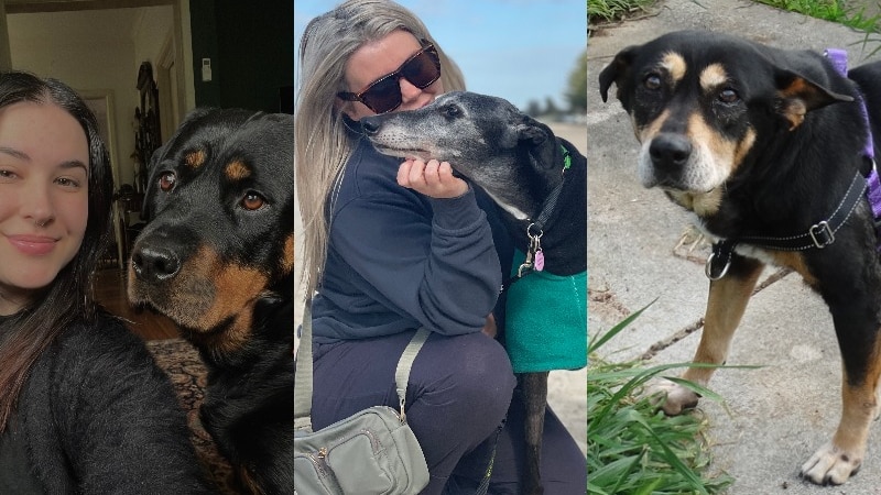 Composite image, first image a girl with rottweiler, second a girl on the beach with a greyhound, third a Kelpie.