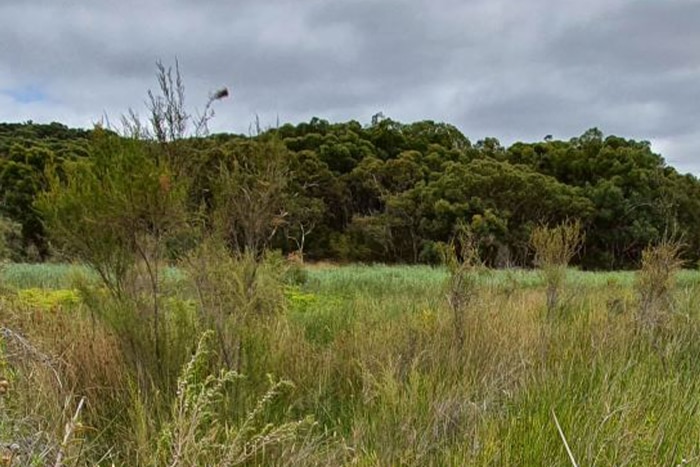 A typical Fleurieu Peninsula swamp